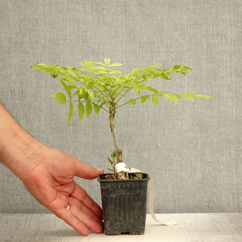 Exemplar von Wisteria floribunda Alba - Reichblütige Glyzinie Kleine Töpfe von 8/9 cm wie im Sommer geliefert