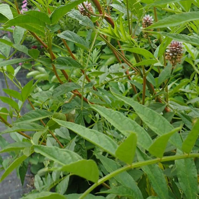 Glycyrrhiza yunnanensis - Chinesisches Süßholz (Laub)