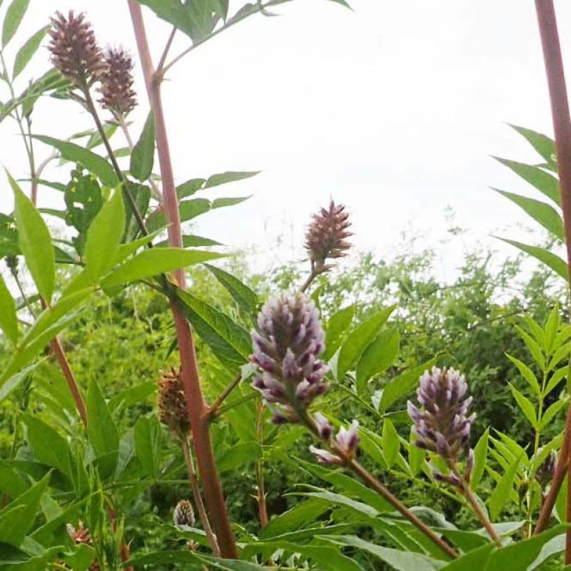 Glycyrrhiza yunnanensis - Chinesisches Süßholz (Blüte)