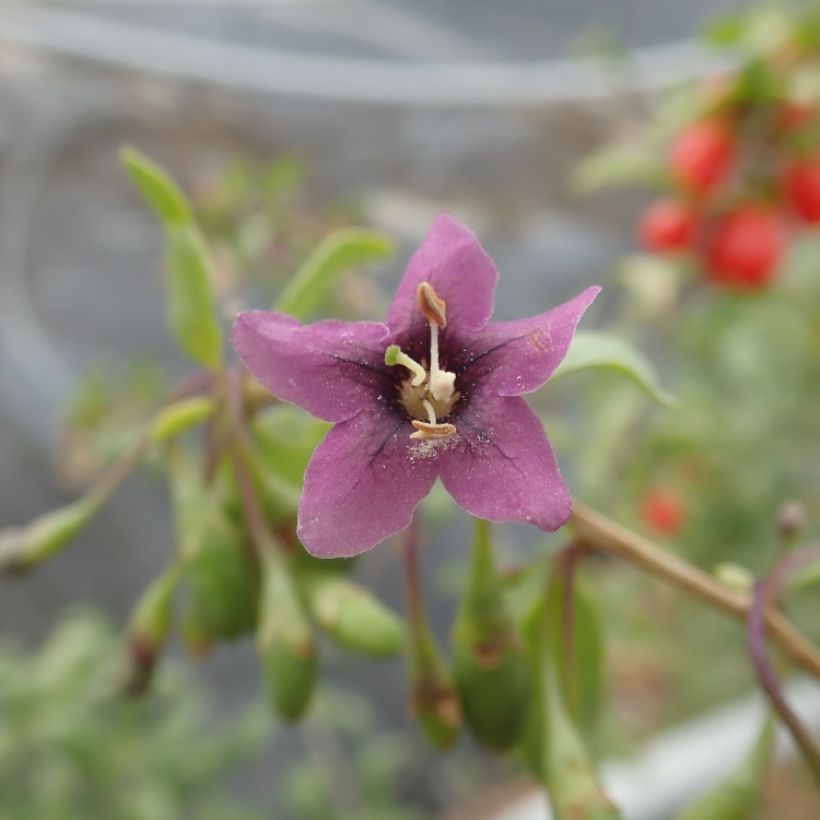 Gemeiner Bocksdorn Gojidelys - Lycium (Blüte)