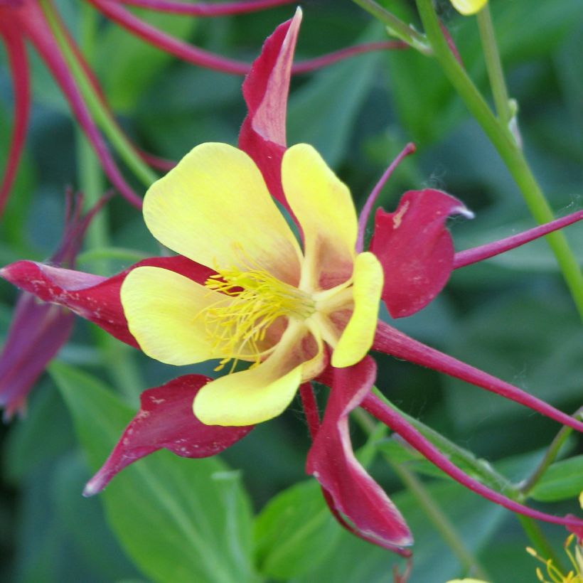 Aquilegia Firecracker (Samen) - Garten-Akelei (Blüte)