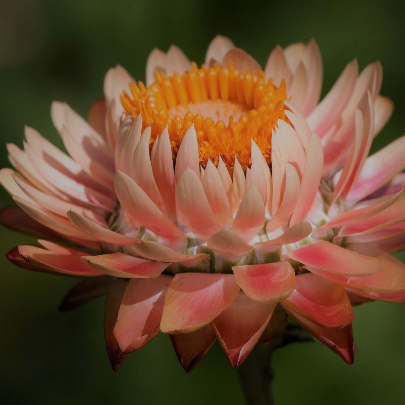 Strohblume Double Saumon (Samen) - Helichrysum (Blüte)