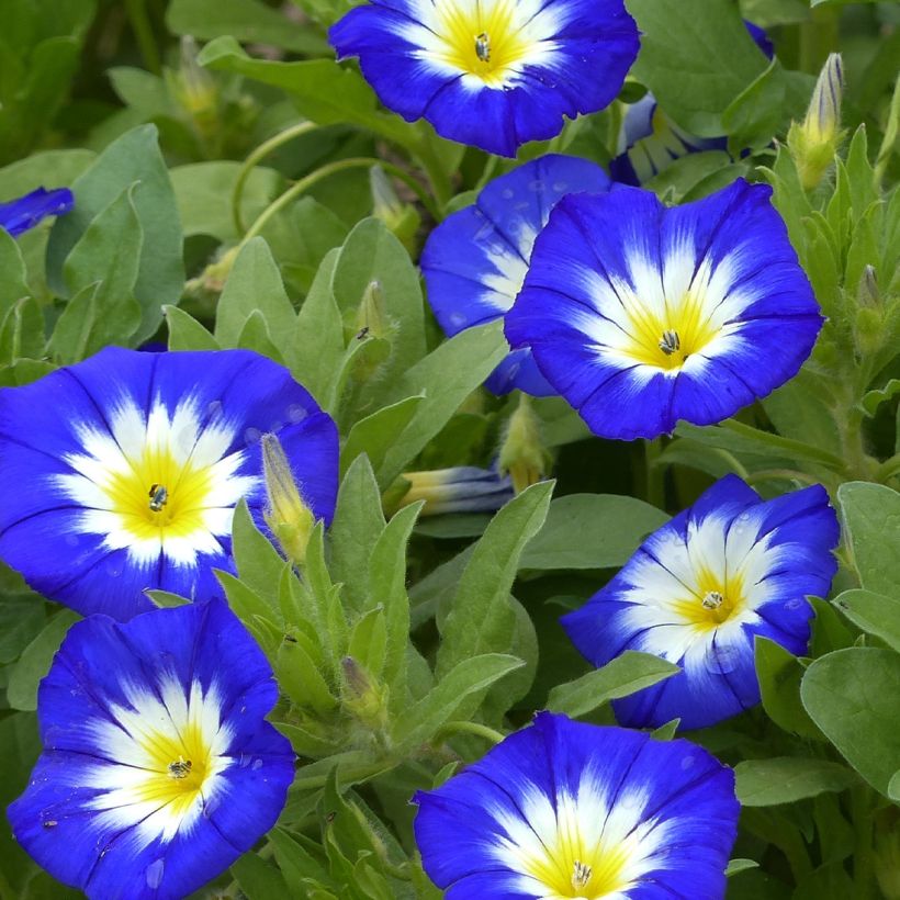 Convolvulus tricolor Pavillon Bleu (Samen) - Prachtwinde (Blüte)