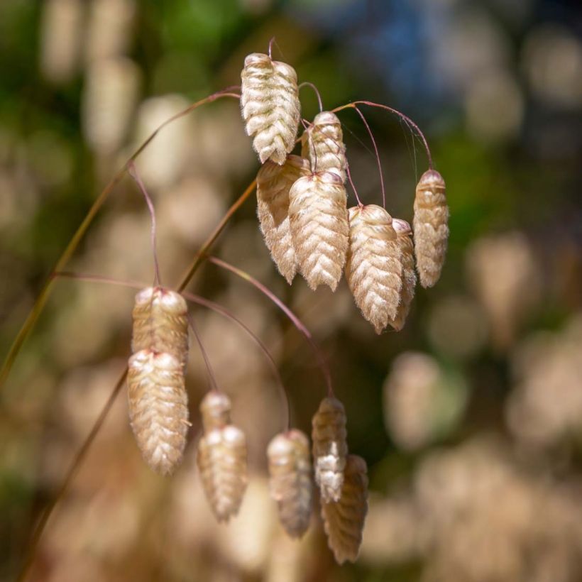 Briza maxima (Samen) - Große Zittergras (Blüte)