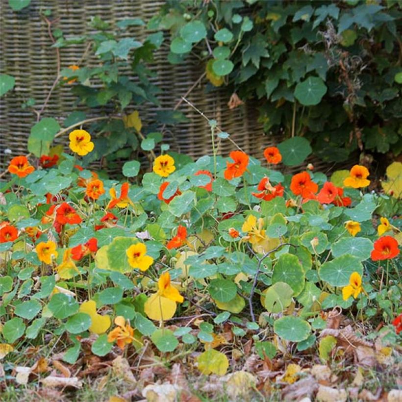 Niedrige Kapuzinerkresse Tom Thumb Mix (Blüte)