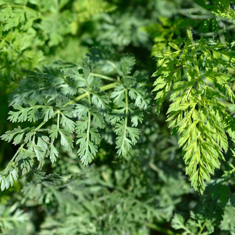 Möhre - Daucus carota (Laub)