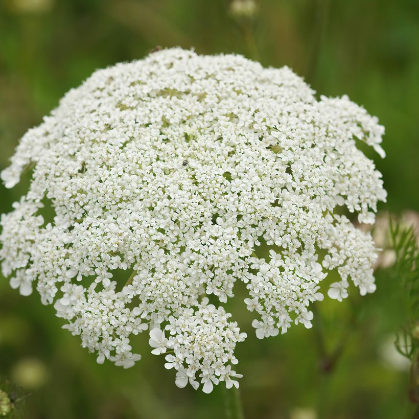 Möhre - Daucus carota (Blüte)