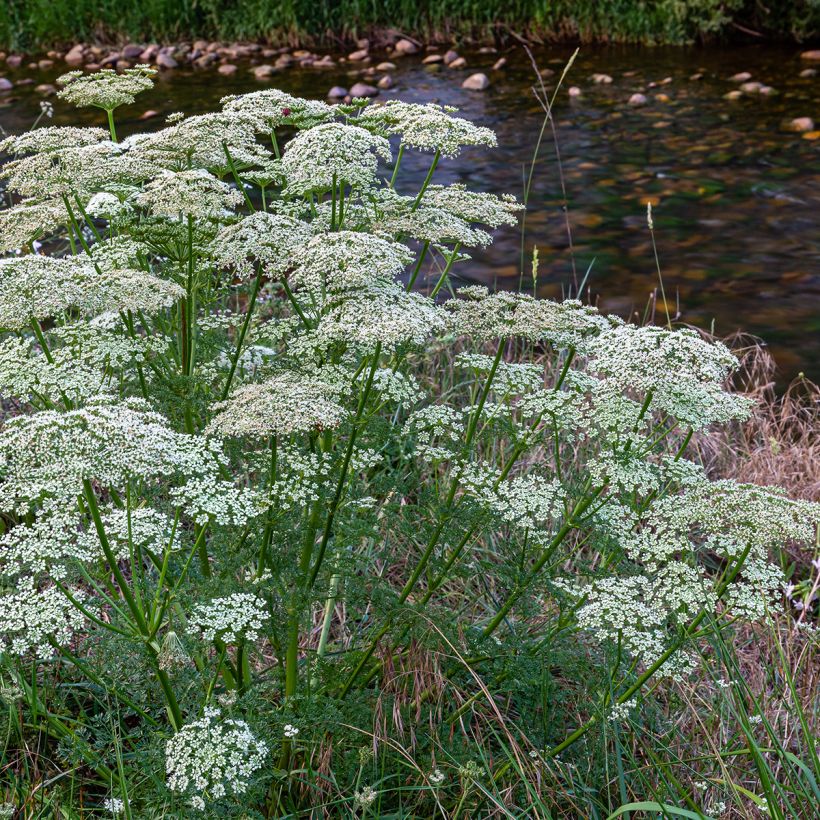 Möhre - Daucus carota (Hafen)