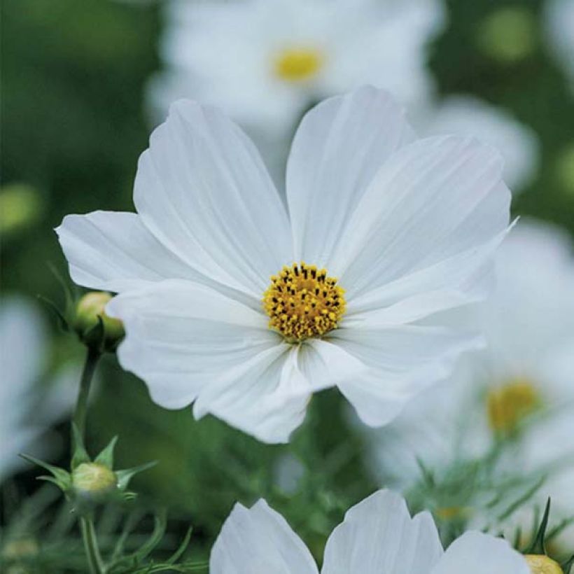 Schmuckkörbchen Purity (Samen) - Cosmos (Blüte)