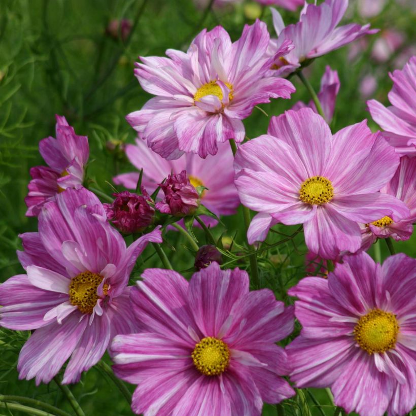 Schmuckkörbchen Rosetta (Samen) - Cosmos (Blüte)