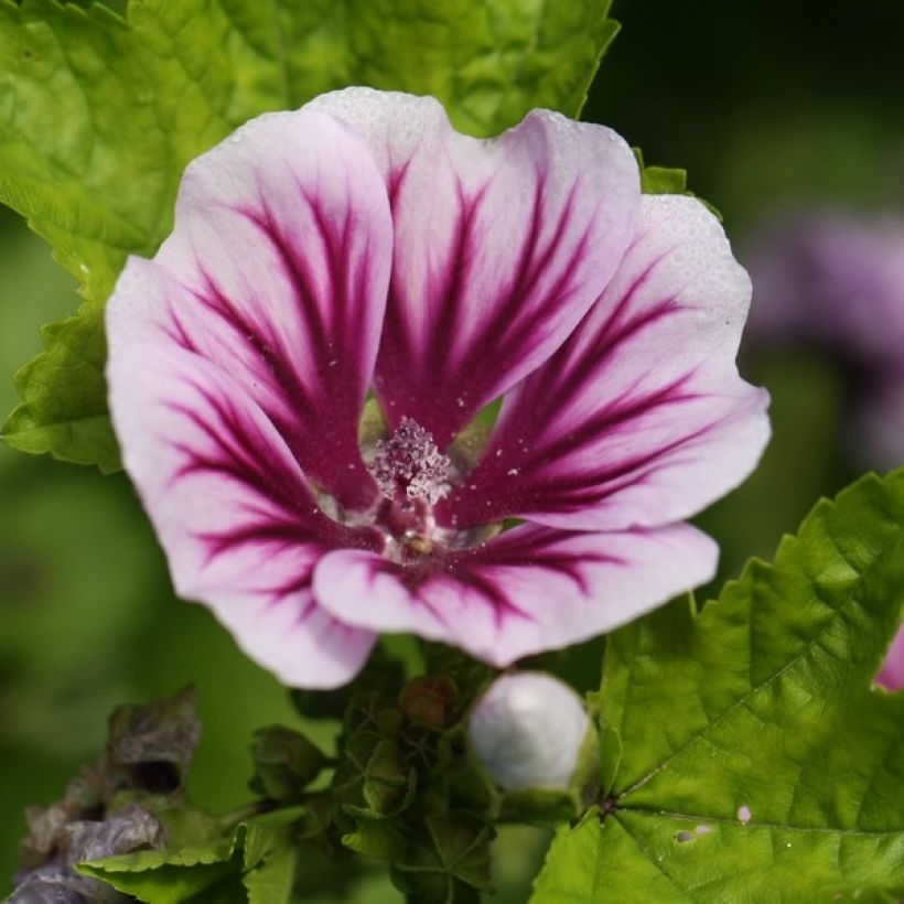 Wilde Malve Zebrina - Malva sylvestris (Blüte)