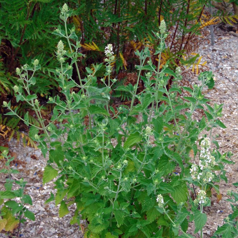 Echte Katzenminze - Nepeta cataria (Hafen)