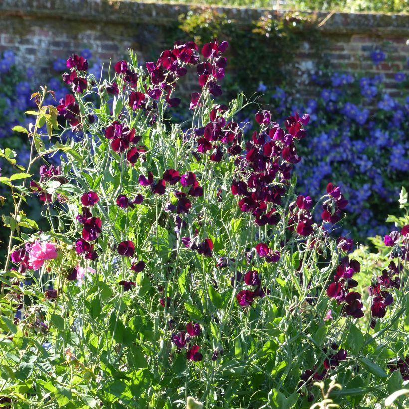 Duftwicke Beaujolais (Samen) - Lathyrus odoratus (Blüte)