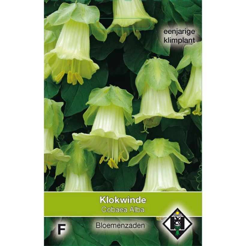 Beispiel eines Exemplars von Cobea scandens Alba (Samen) - Glockenrebe wie geliefert