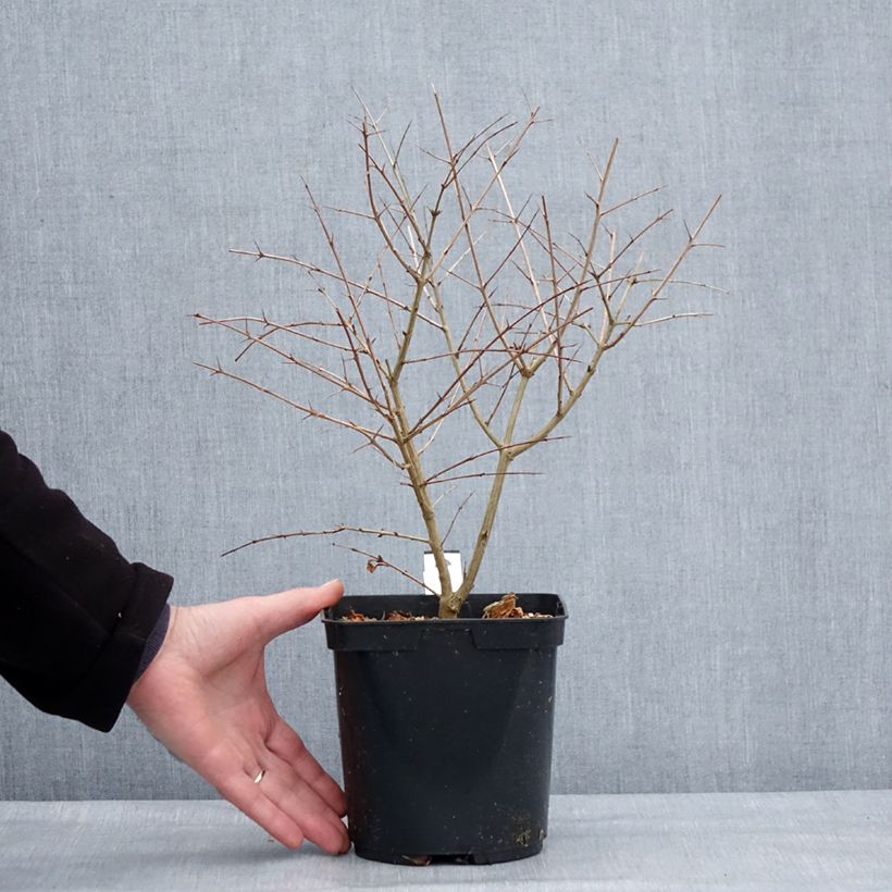 Exemplar von Granatapfelbaum Parfianka - Punica granatum Topf mit 3L/4L, Strauch wie im Winter geliefert