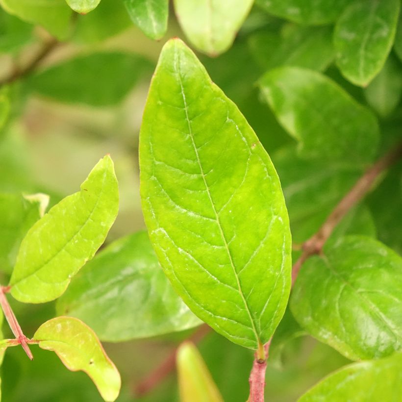 Granatapfelbaum - Punica granatum (Laub)