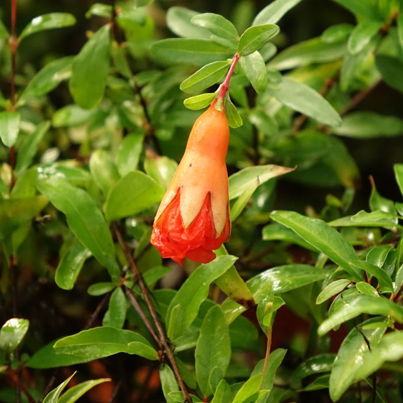 Granatapfelbaum Chico - Punica granatum (Blüte)