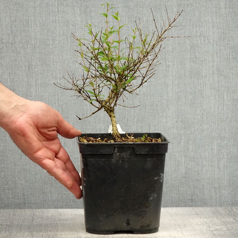 Exemplar von Granatapfelbaum Chico - Punica granatum Topf mit 3L/4L, Strauch/Busch, mehrstämmig wie im Frühjahr geliefert