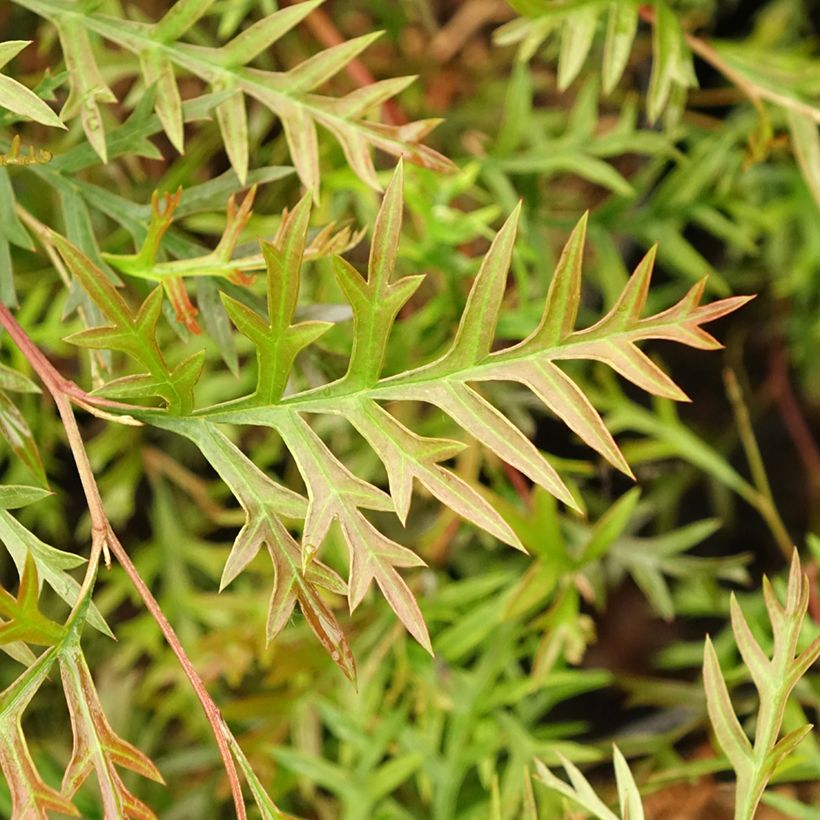 Grevillea Bronze Rambler - Silbereiche (Laub)