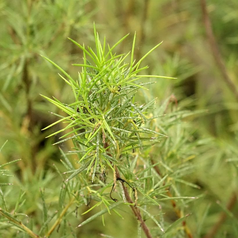 Grevillea gracilis Alba - Silbereiche (Laub)