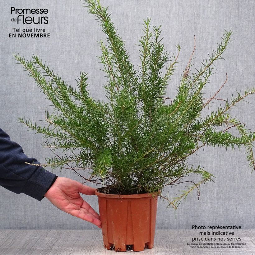 Exemplar von Grevillea juniperina Pot de 3L/4L wie im Herbst geliefert