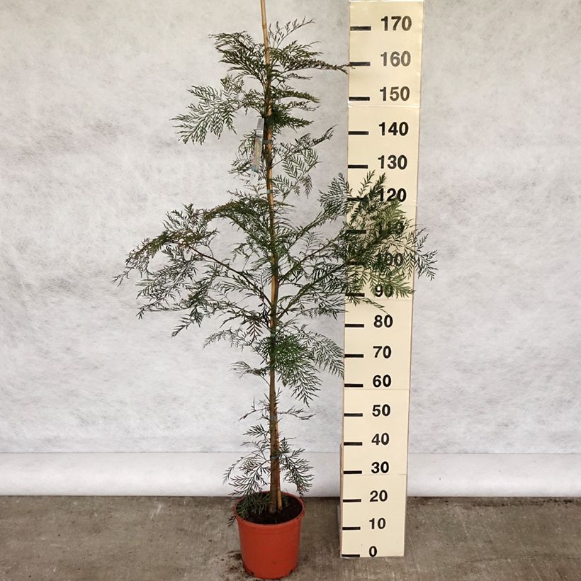 Exemplar von Grevillea robusta - Silbereiche Topf mit 4L/5LGelieferte Höhe ca. 170/200cm wie im Frühjahr geliefert