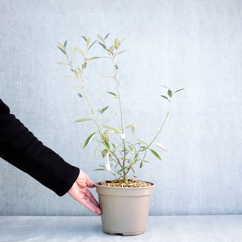 Exemplar von Grevillea victoriae - Silbereiche Topf mit 4L/5L wie im Winter geliefert