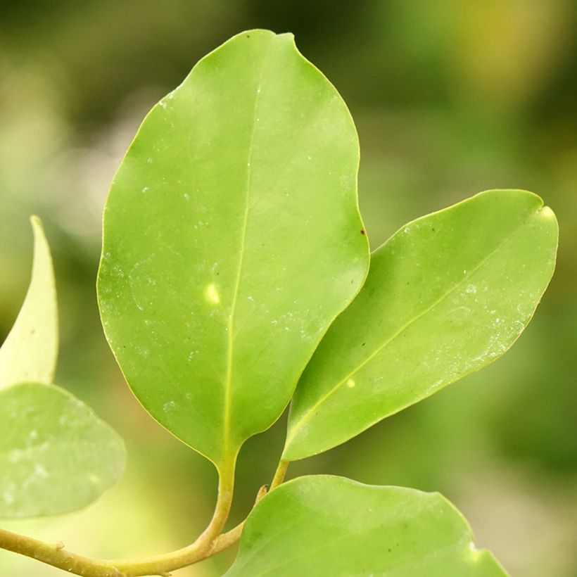 Griseline - Griselinia lucida (Laub)