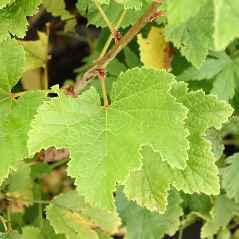 Weiße Johannisbeere Blanka (Laub)