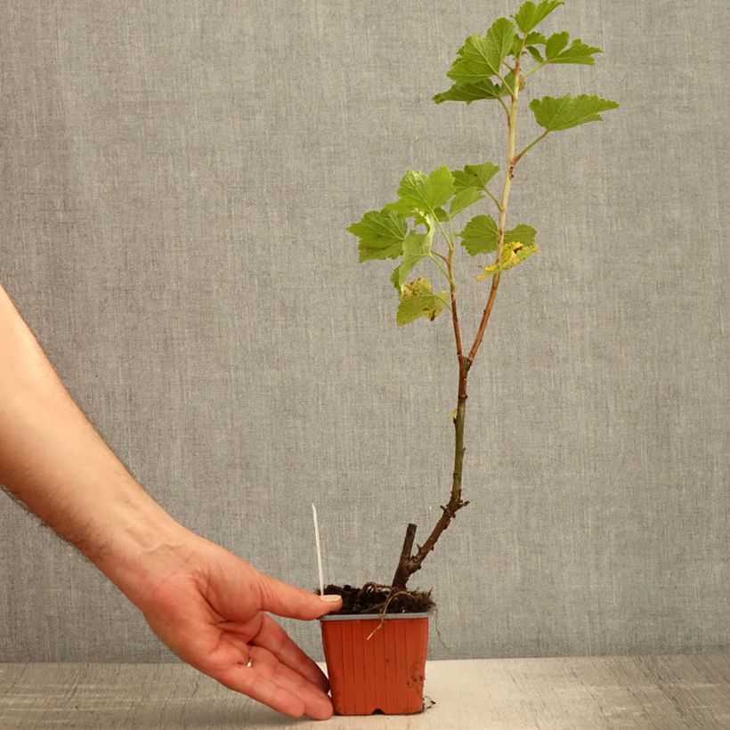 Exemplar von Rote Johannisbeere Zitavia Kleine Töpfe von 8/9 cm wie im Frühjahr geliefert