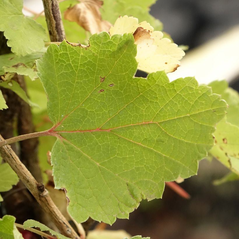 Rote Johannisbeere Rolan (Laub)