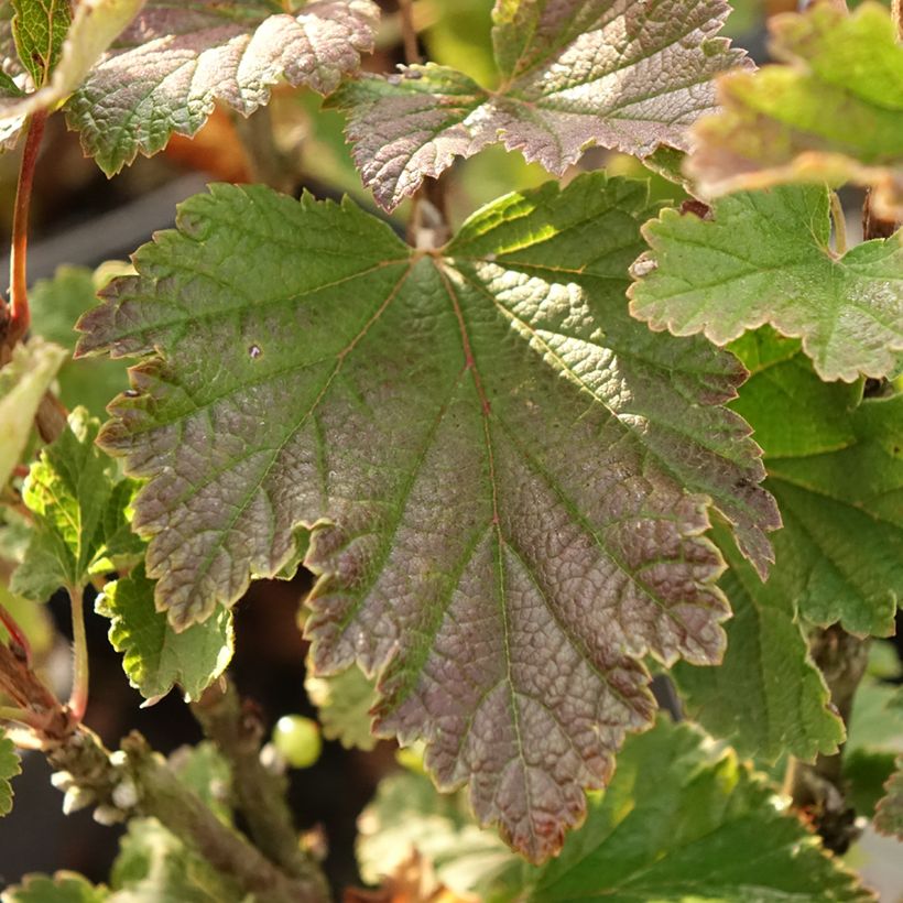 Rote Johannisbeere Première Groseille Raisin deltir (Laub)