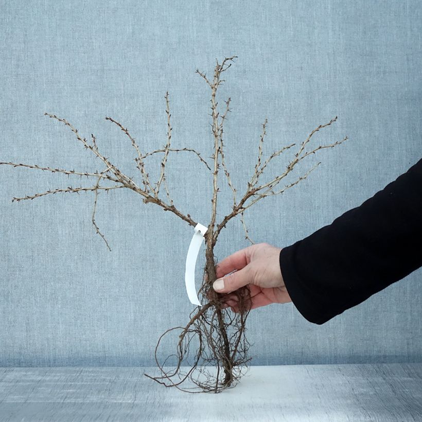 Exemplar von Groseillier à maquereau Invicta - Ribes uva crispa en racines nues wie im Winter geliefert