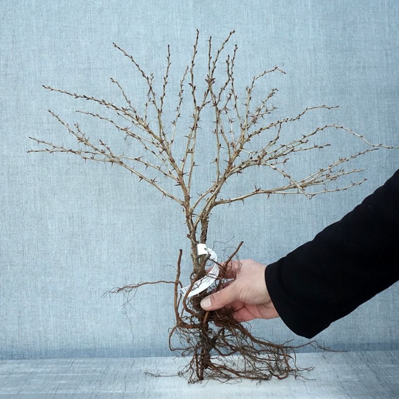 Exemplar von Groseillier à maquereau Tatjana - Ribes uva-crispa Racines nues wie im Winter geliefert