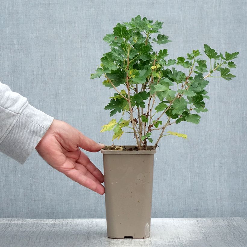 Exemplar von Groseillier à maquereaux Crispa Nibbling - Pot de 1,5L/2L wie im Sommer geliefert