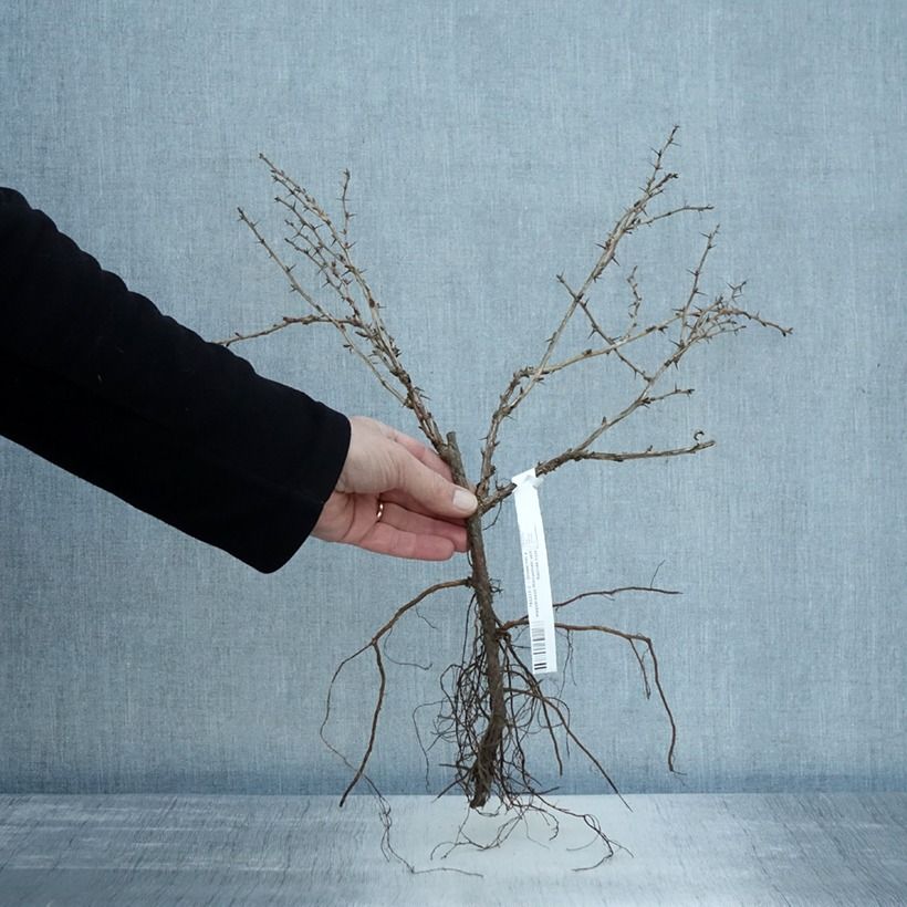 Exemplar von Groseillier à maquereaux Hinnonmaki vert Racines nues wie im Winter geliefert