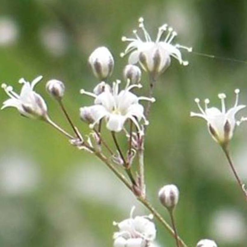 Rispiges Gipskraut White Festival - Gypsophila paniculata (Blüte)