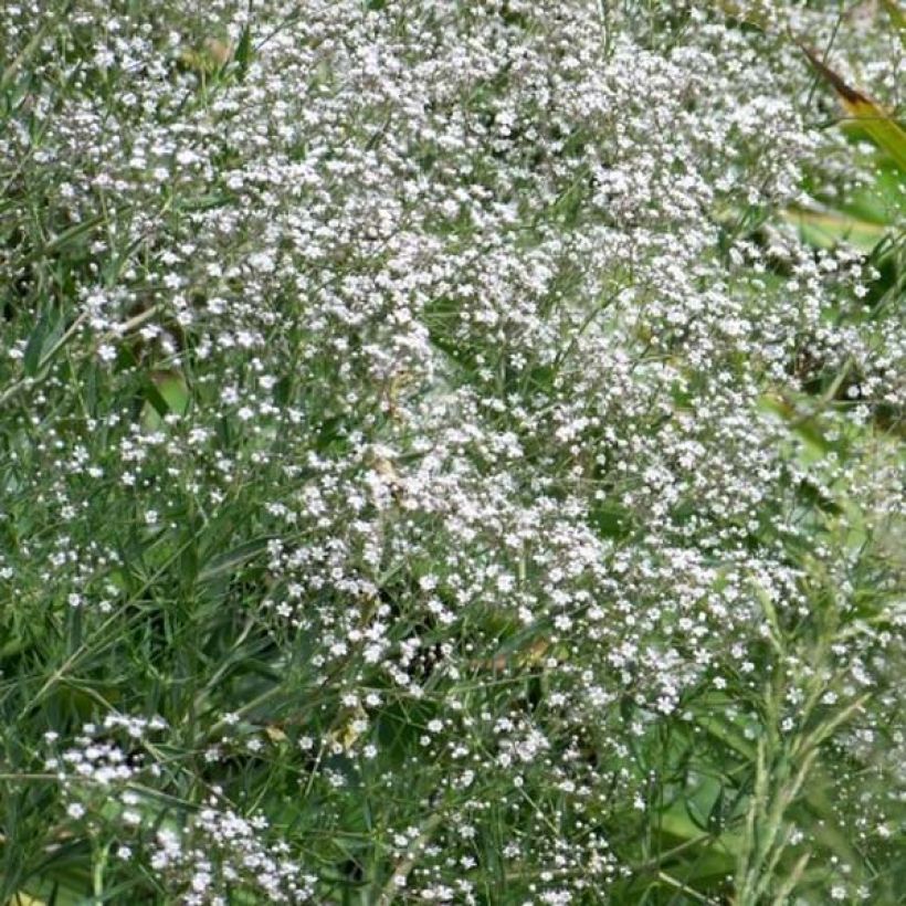 Rispiges Gipskraut White Festival - Gypsophila paniculata (Hafen)