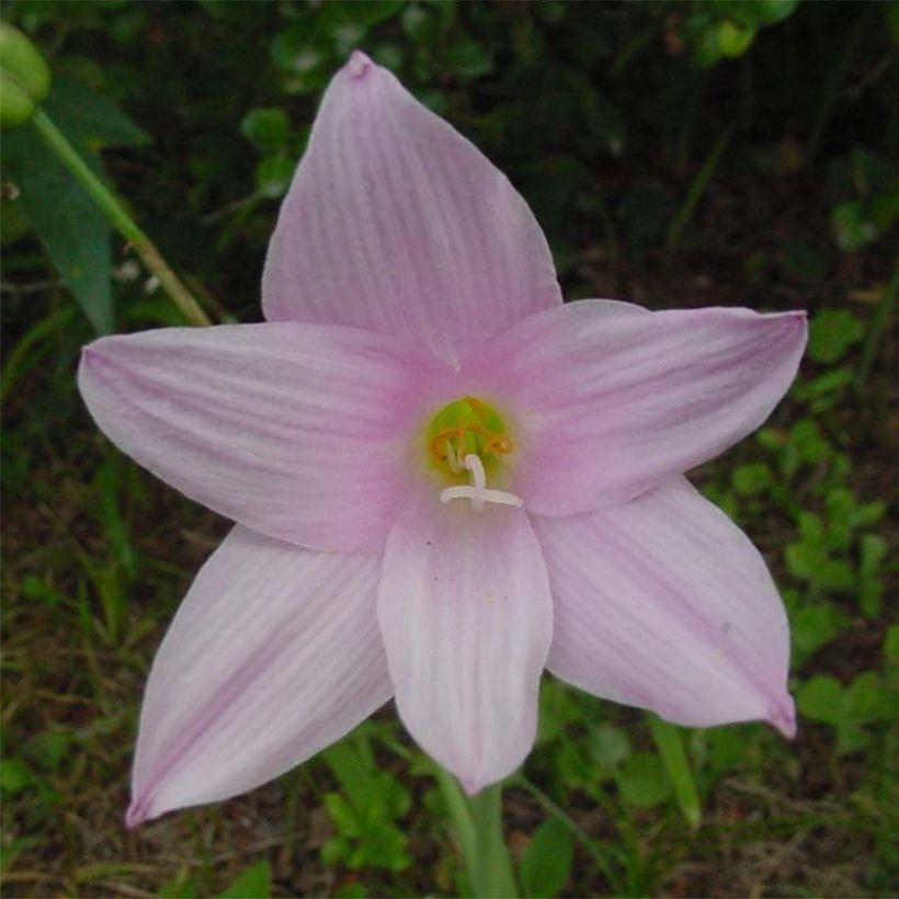 Habranthus robustus - Habranthus (Blüte)