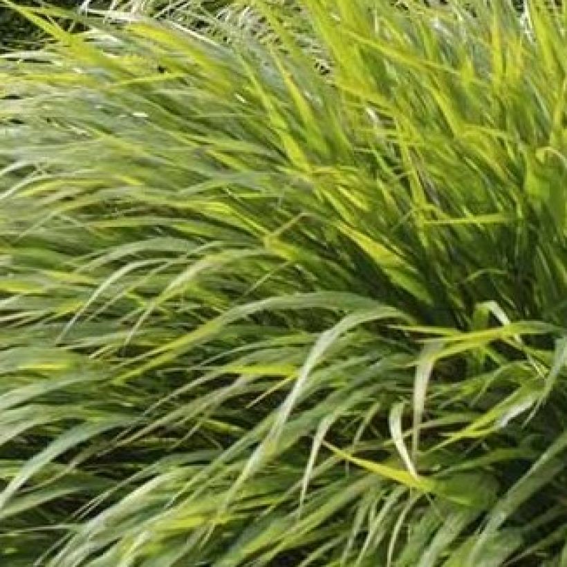 Hakonechloa macra - Japangras (Laub)