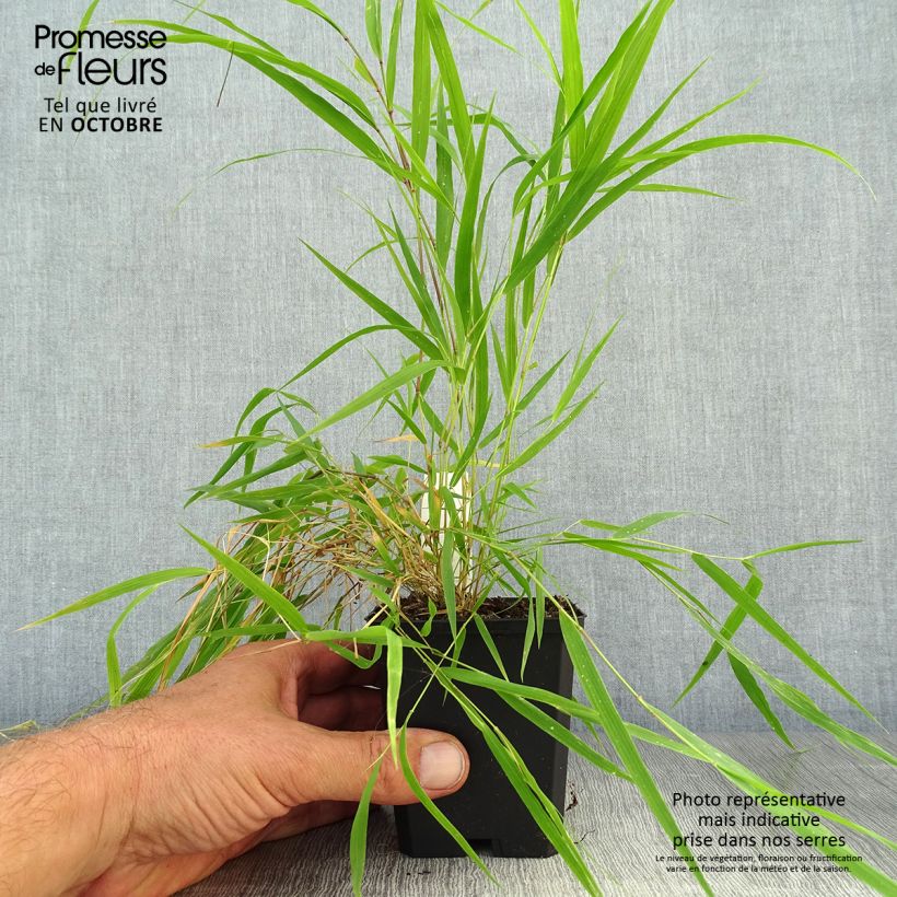 Exemplar von Hakonechloa macra Beni-Kaze - Herbe du Japon Godet de 9cm wie im Herbst geliefert