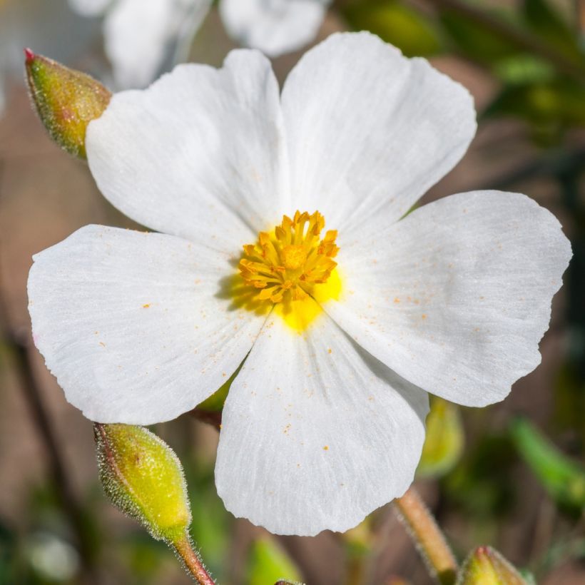 Halimium umbellatum April Snow - Steinrose (Blüte)