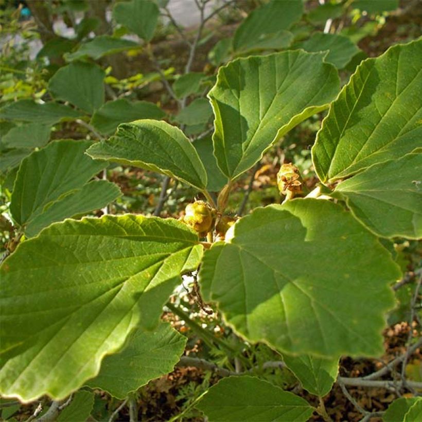 Zaubernuss Arnold Promise - Hamamelis intermedia (Laub)