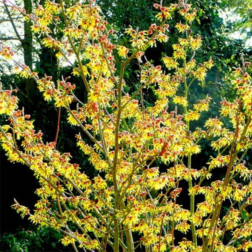 Zaubernuss Arnold Promise - Hamamelis intermedia (Hafen)