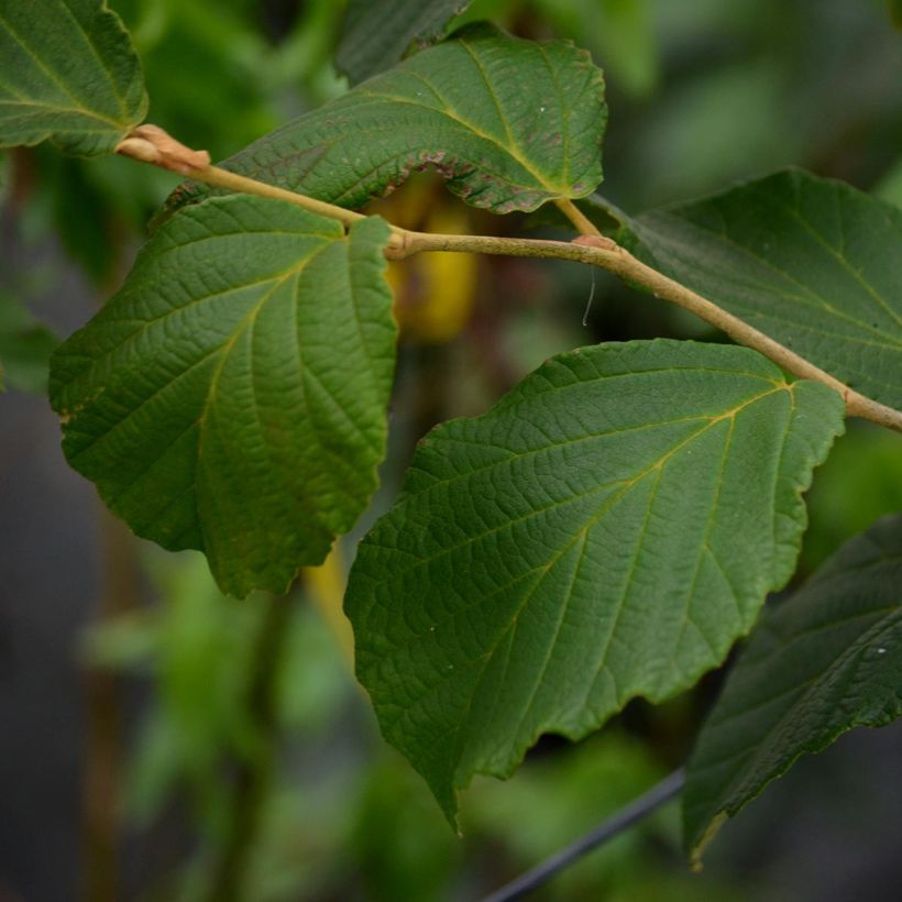 Zaubernuss Diane - Hamamelis intermedia (Laub)