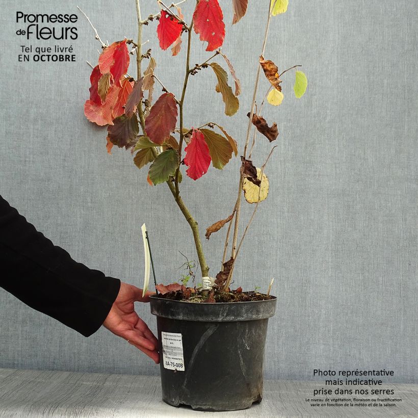 Exemplar von Hamamelis intermedia Diane - Noisetier de Sorcière en pot de 5L wie im Herbst geliefert