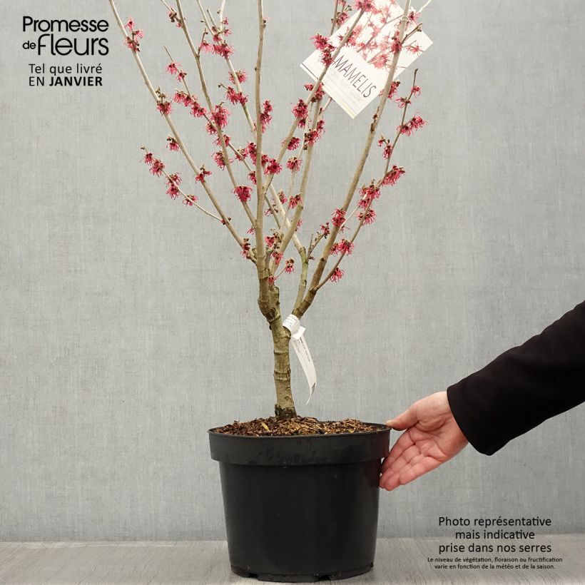 Exemplar von Hamamelis Intermedia Ruby Glow en pot de 6L wie im Winter geliefert