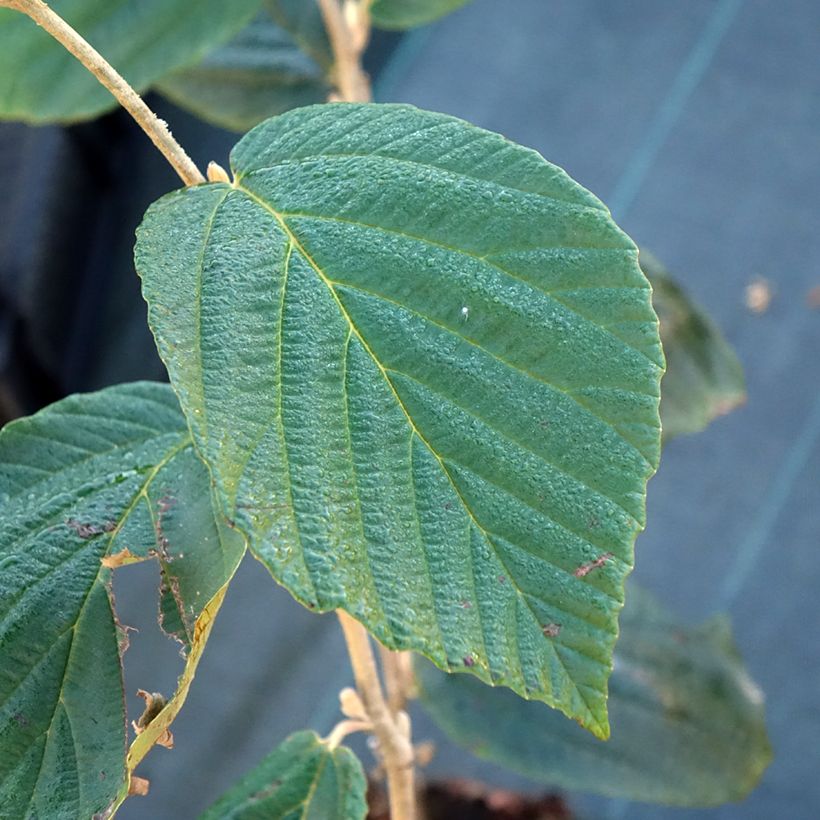 Zaubernuss Barmstedt Gold - Hamamelis intermedia (Laub)