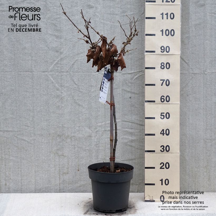 Exemplar von Hamamelis (x) intermedia Rubin - Noisetier de sorcière  - Pot de 7,5L/10L wie im Winter geliefert