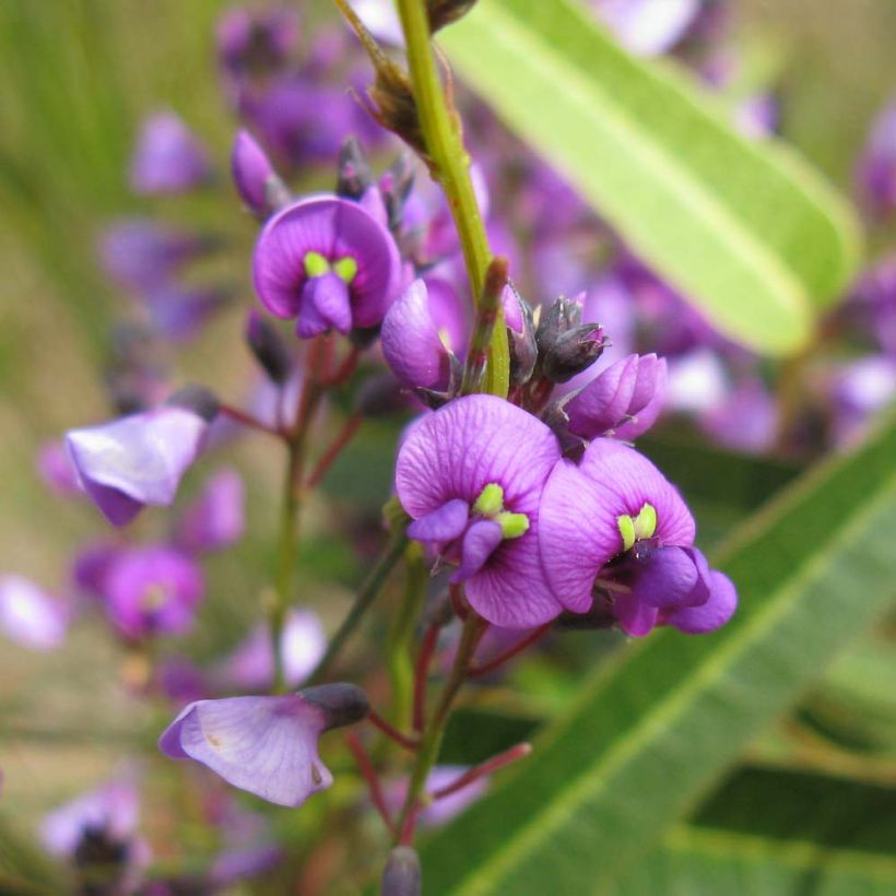 Hardenbergia violacea - Purpurerbse (Blüte)